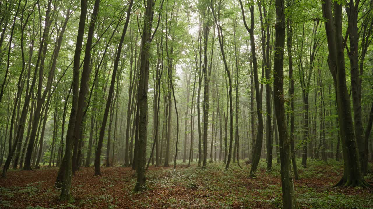 森林中树木的跟踪镜头。雾天里宁静的自然风光。探索荒野地区。视频素材