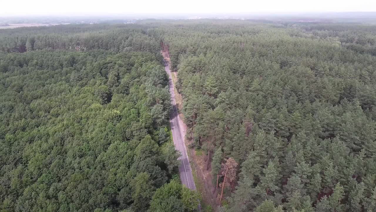 在乌克兰斯维亚托希尔斯克附近的战争前，从森林道路的高处俯瞰松树视频下载