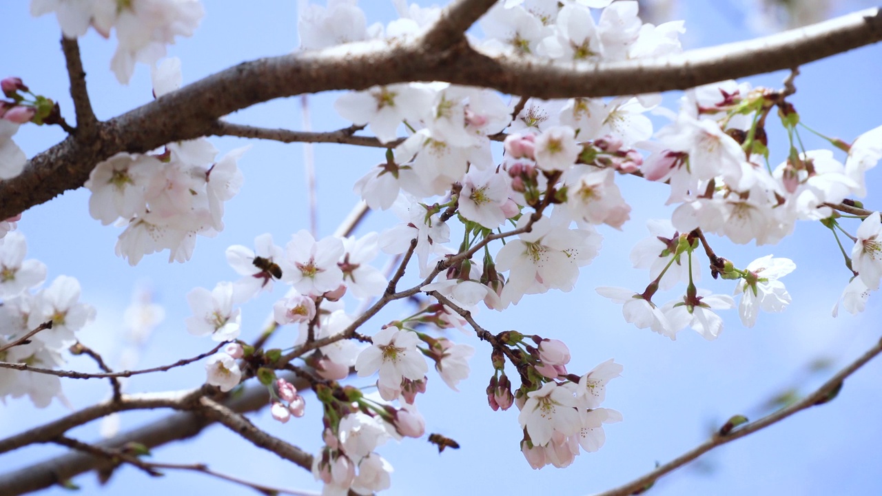 韩国江原道春川市富威郡的樱花风光视频素材