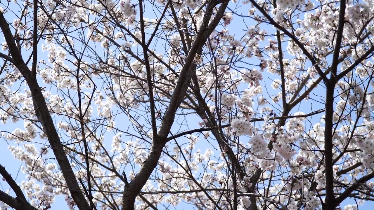 韩国江原道春川市富威郡的樱花风光视频素材