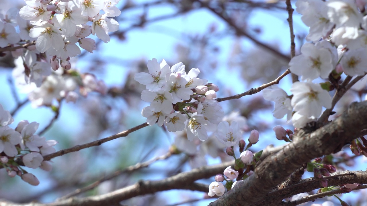 韩国江原道春川市富威郡的樱花风光视频素材