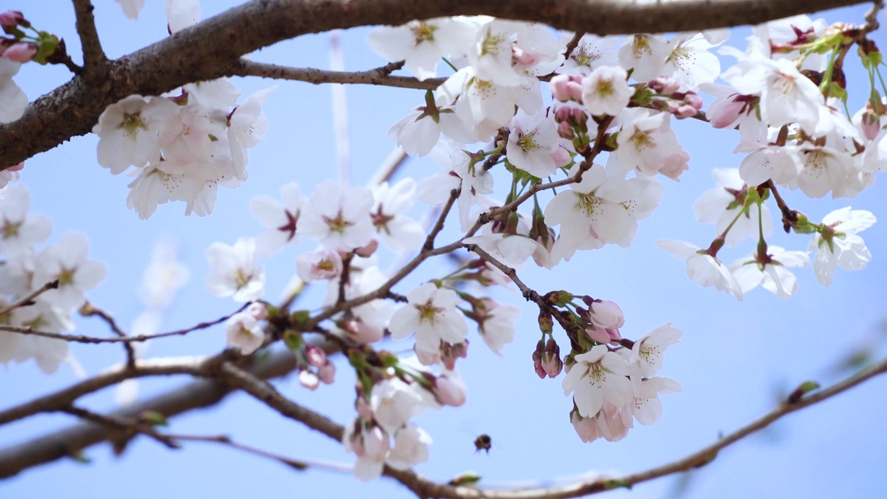 韩国江原道春川市富威郡的樱花风光视频素材