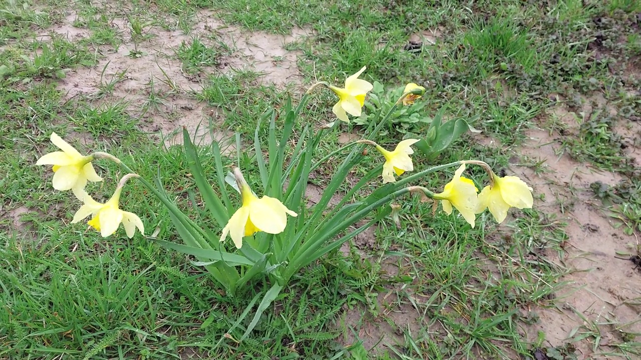 花儿在花园里随风摇曳视频素材