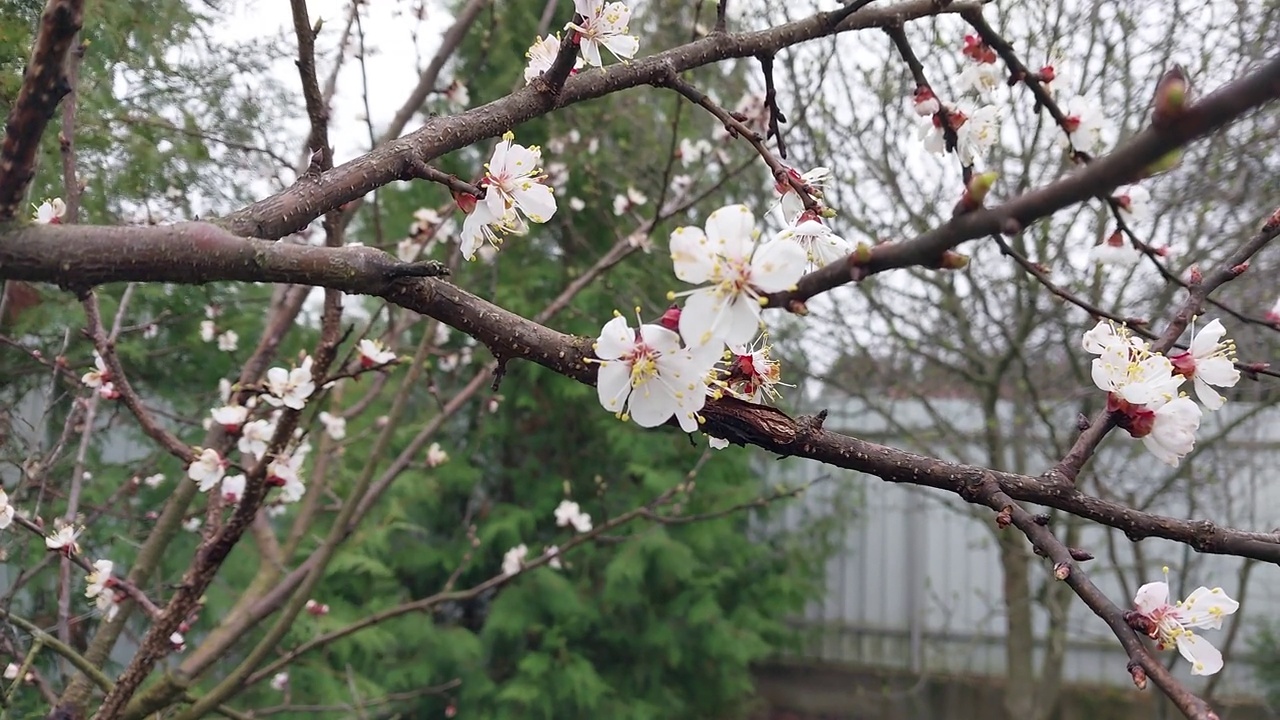 花儿在花园里随风摇曳视频素材