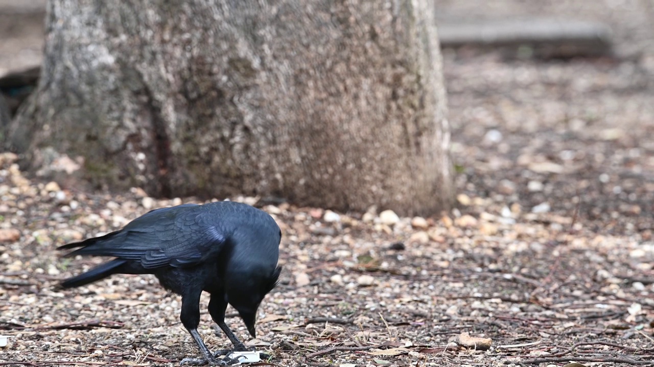 澳大利亚乌鸦（Corvus coronoides）视频素材