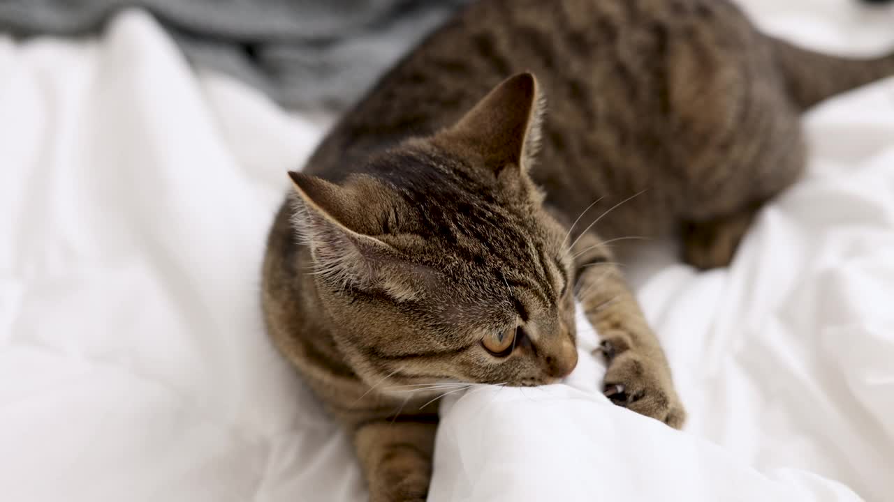 虎斑猫睡觉，在卧室的床上玩耍或跳跃。基蒂用舌头舔自己。女人抚摸动物视频素材