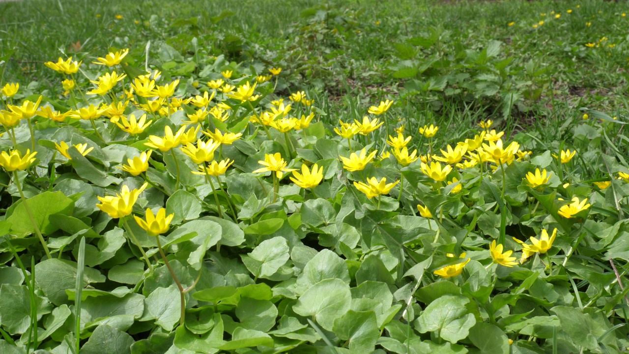 盛开的Caltha Palustris或黄色沼泽万寿菊的4K视频，花在草地上随风飘扬视频素材