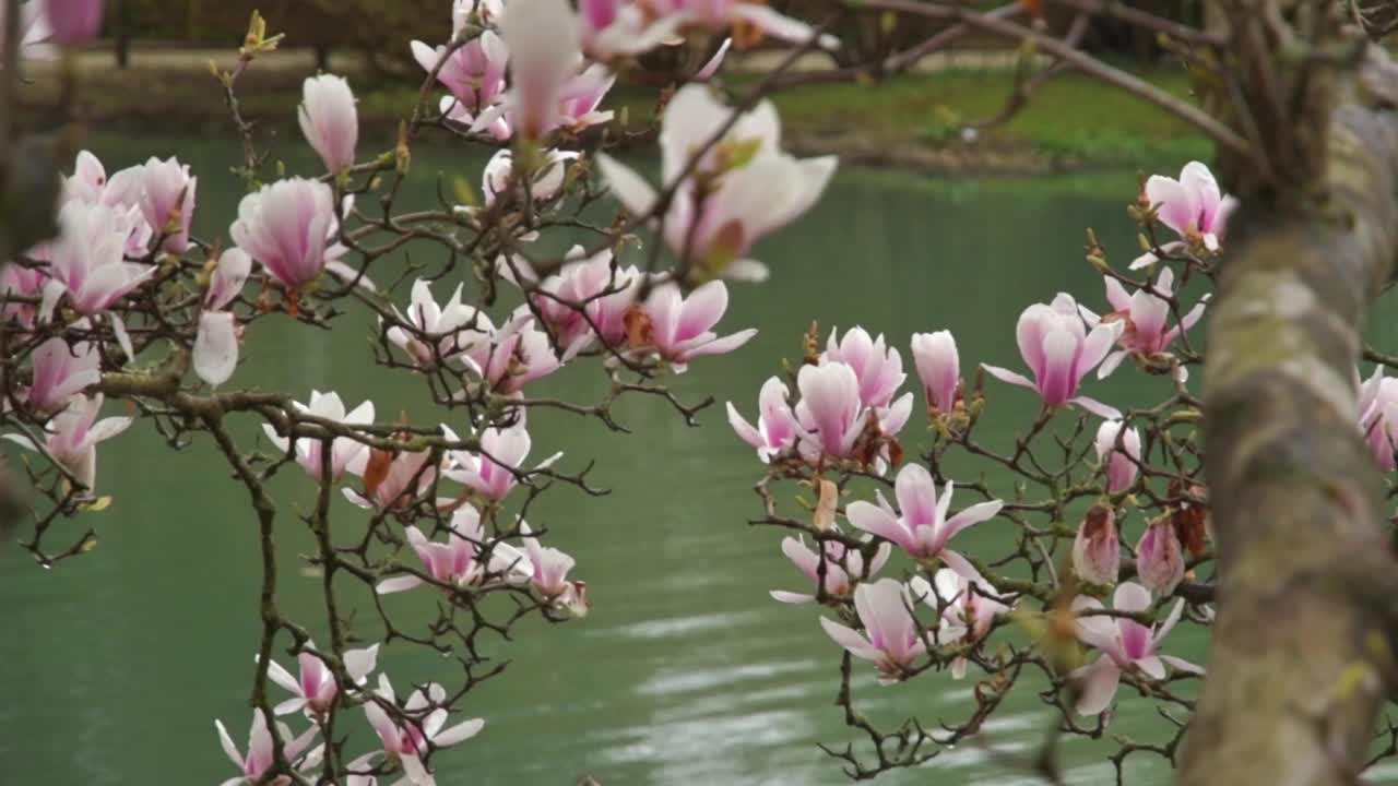 春天蓝天背景下的玉兰树芽。发芽的树枝，在开花季节开着粉红色的花。木兰soulangeana。视频下载