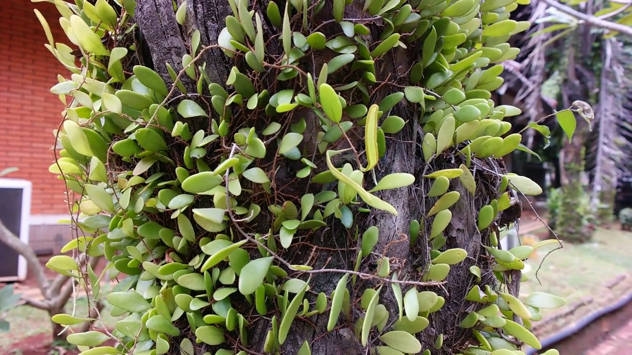 寄生植物视频下载