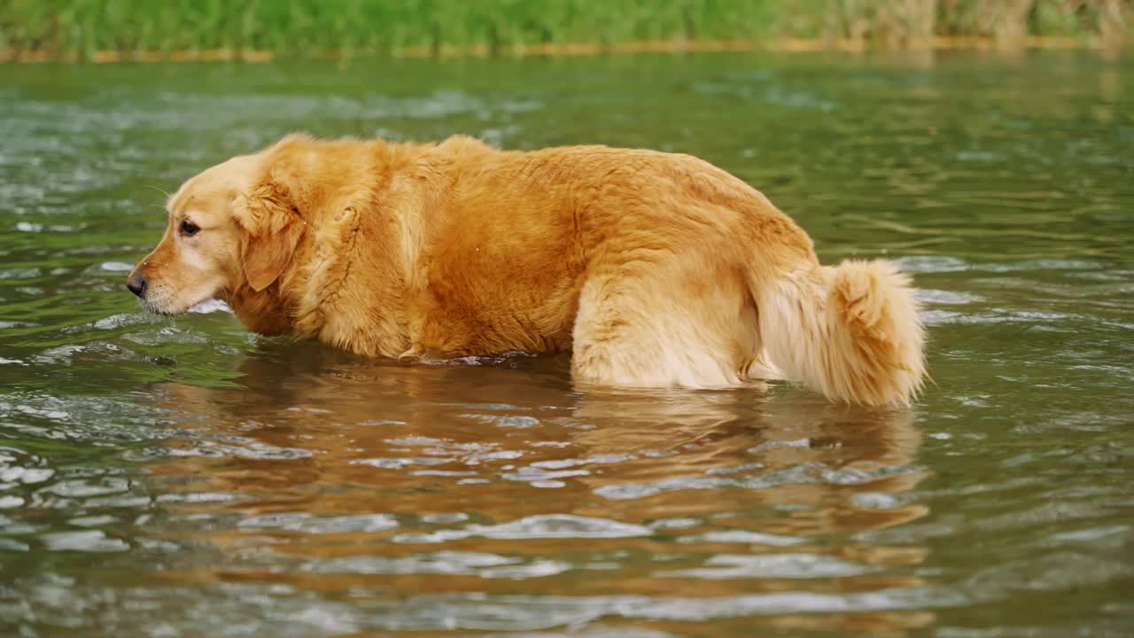 一只金毛猎犬沿着一条美丽的小溪漫步视频素材