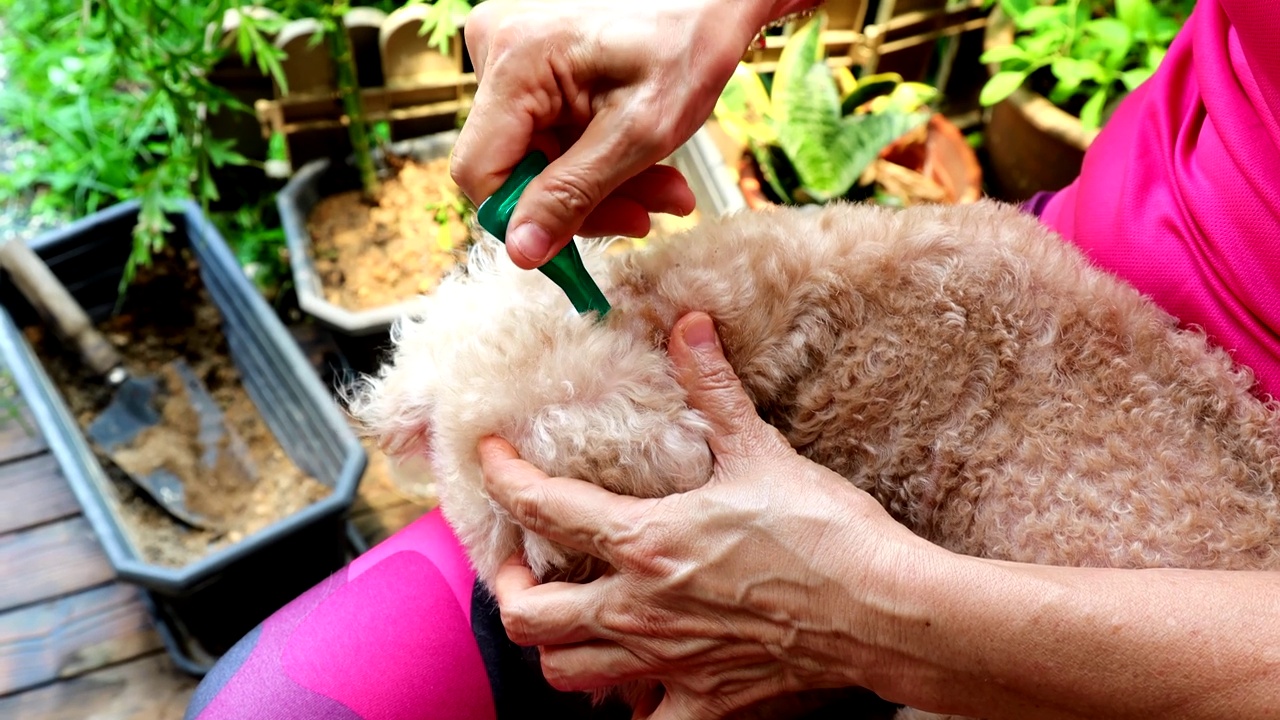 在家中给狮子狗宠物狗涂抹防蜱、防虱、防螨药视频素材