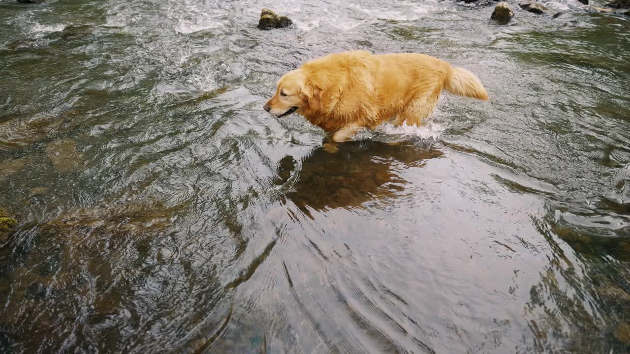 一只金毛猎犬沿着一条美丽的小溪漫步视频素材