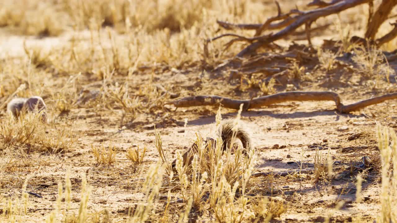 非洲地松鼠(Xerus erythropus)在萨凡纳吃东西的广角镜头视频素材