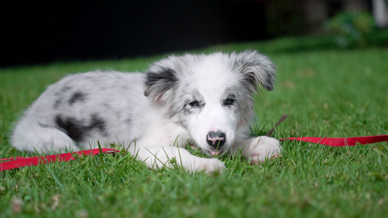 一只可爱的边境牧羊犬躺在草地上玩红绳子视频素材