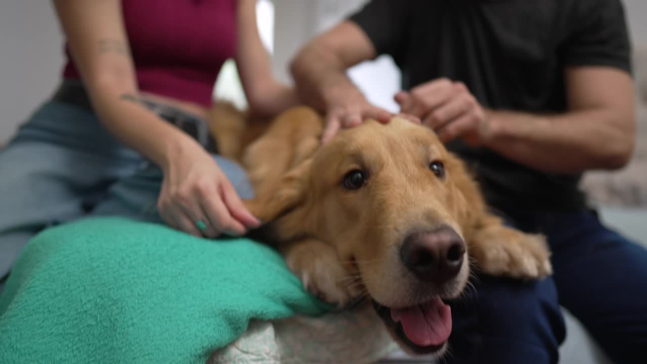 狗主人在室内抚摸他们美丽的金毛猎犬。一男一女与宠物互动视频素材