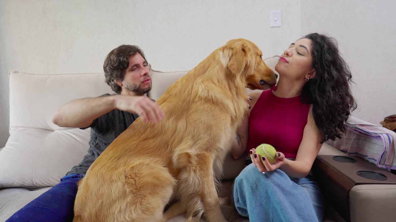 金毛猎犬和快乐的夫妇坐在家里的沙发上。狗舔女主人的脸。快乐的宠物主人视频素材