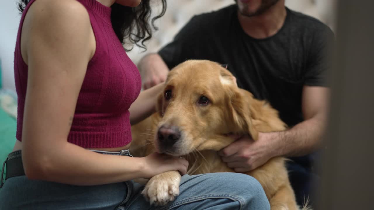 幸福的夫妇在家里抚摸他们美丽的金毛猎犬。男人和女人在爱抚他们的宠物时谈笑风生视频素材