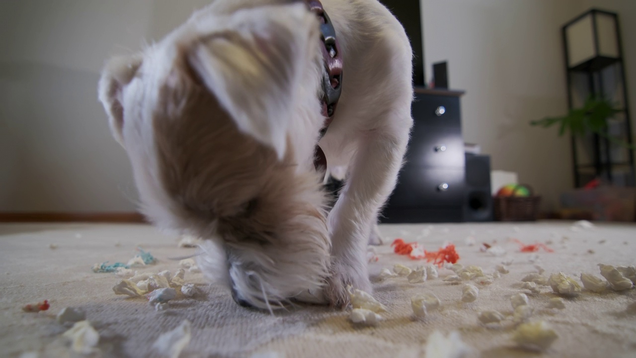 家犬杰克罗素梗的特写镜头，撕毁了家里地毯上的玩具。坏狗。视频素材