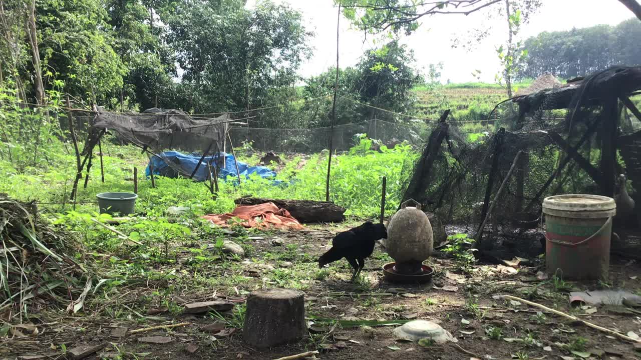 农场的鸡在吃东西视频下载