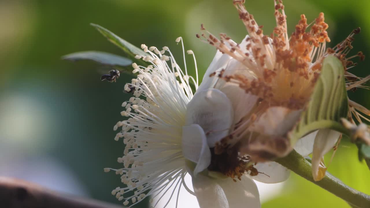 小蜜蜂正在盛开的番石榴花上寻找蜂蜜视频素材