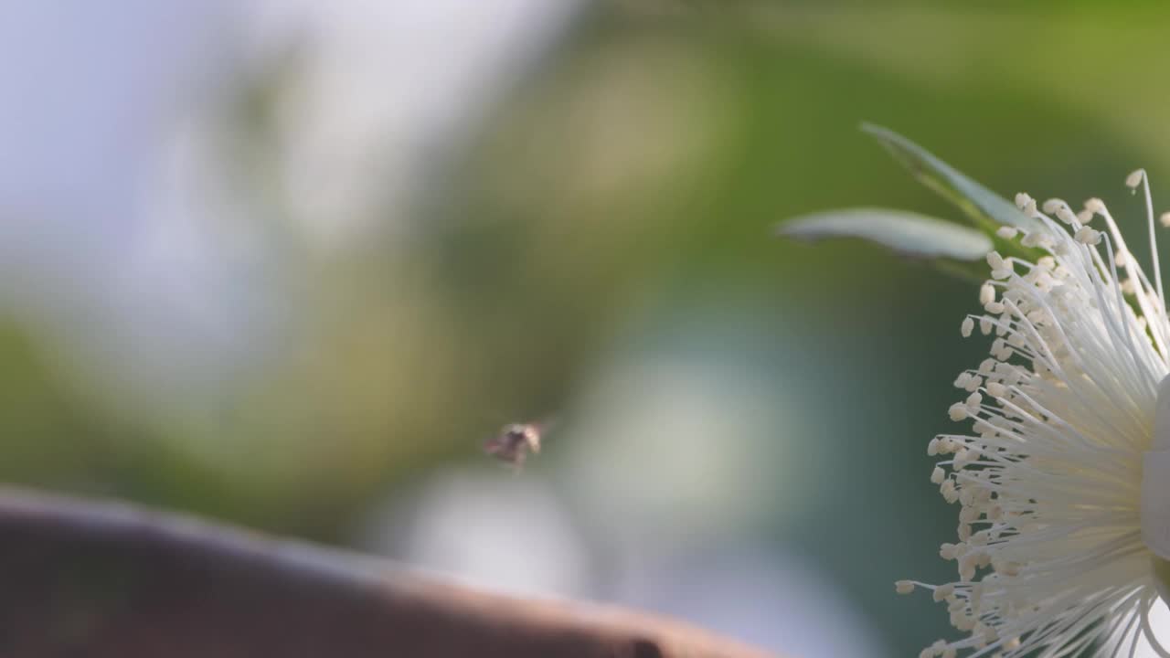 小蜜蜂正在盛开的番石榴花上寻找蜂蜜视频素材