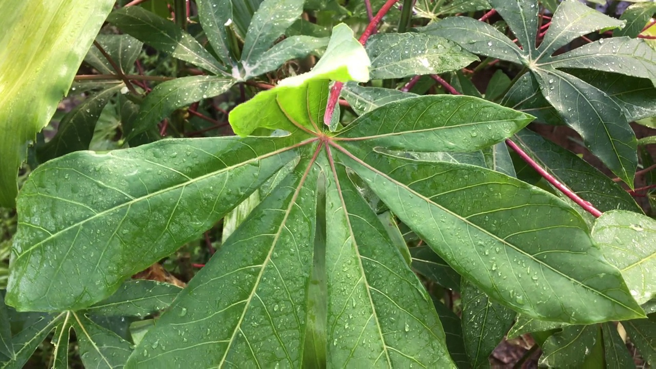 木薯叶上的晨露视频下载