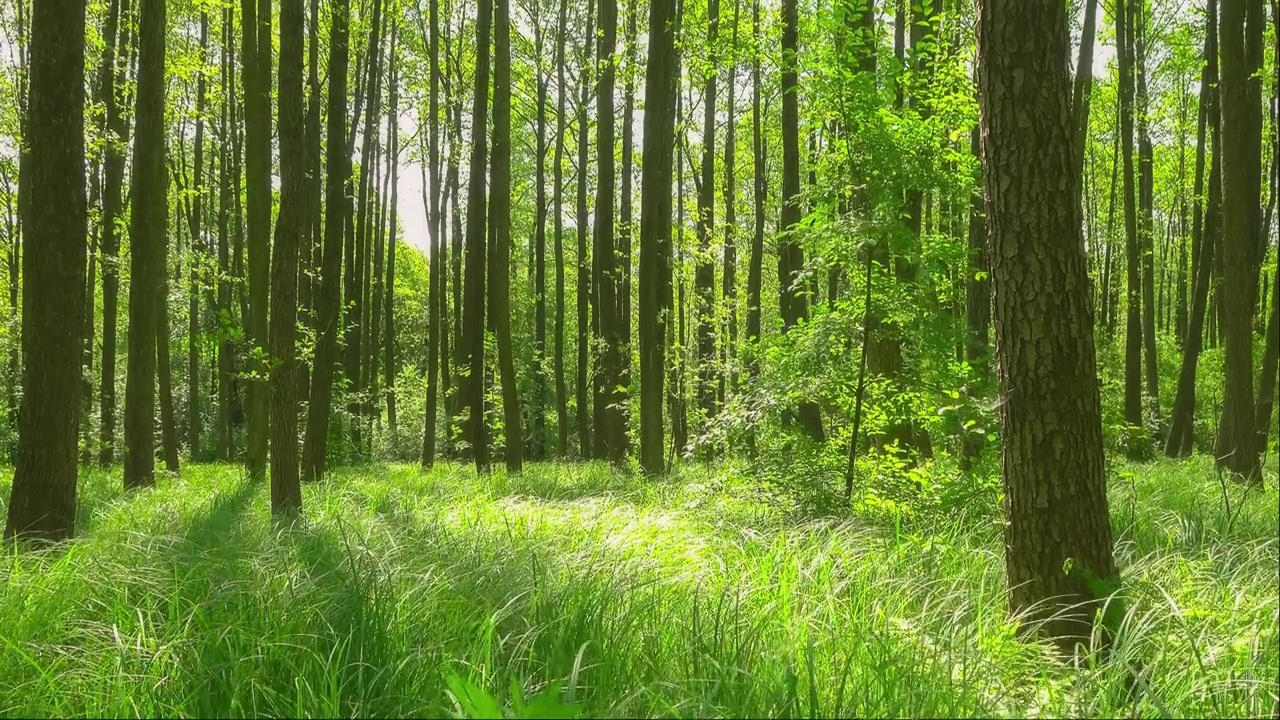 美丽的绿色森林风景在一个阳光明媚的日子户外，中景，倾斜向上，在实时，高清。ProRes 422 HQ。视频素材