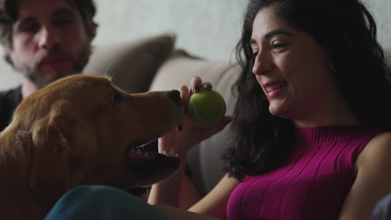 顽皮的宠物主人与金毛猎犬上帝互动。女人把球给狗看。坦诚和真实的关系视频素材