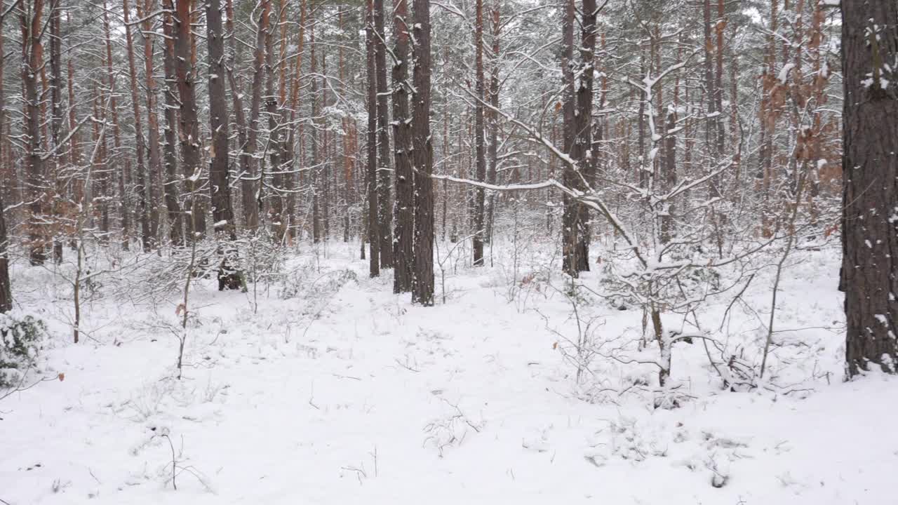 穿越雪林景观的旅程。视频下载