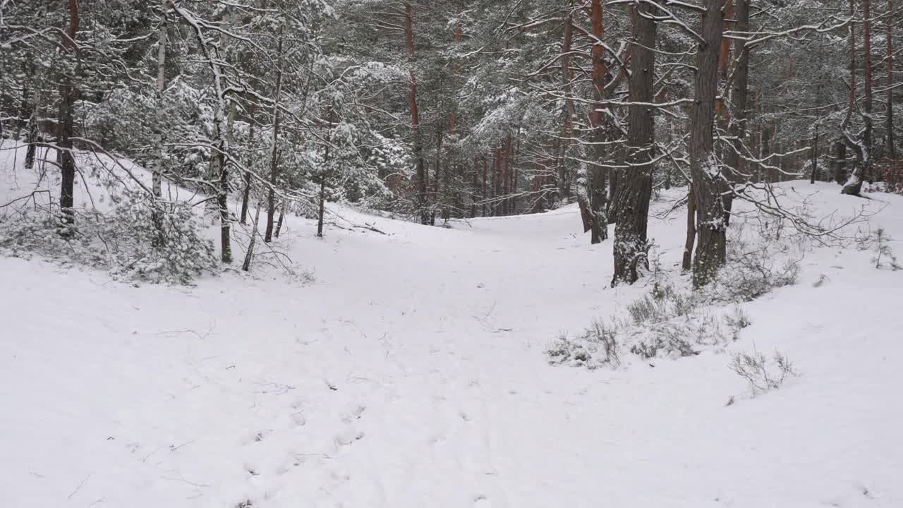 走在白雪覆盖的森林小路上。视频下载