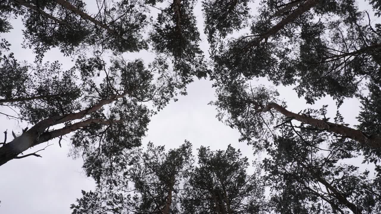 在一个寒冷的冬日里，树木的底景。视频素材