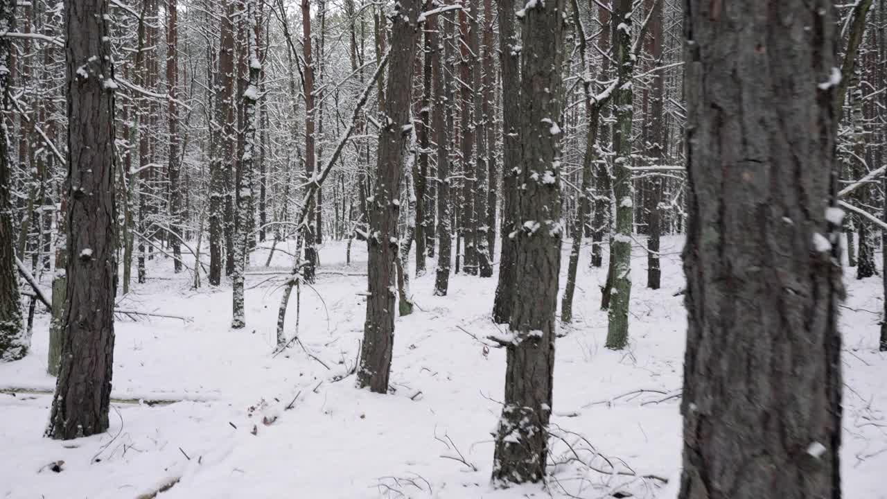 徒步穿越白雪皑皑的冬季森林视频下载