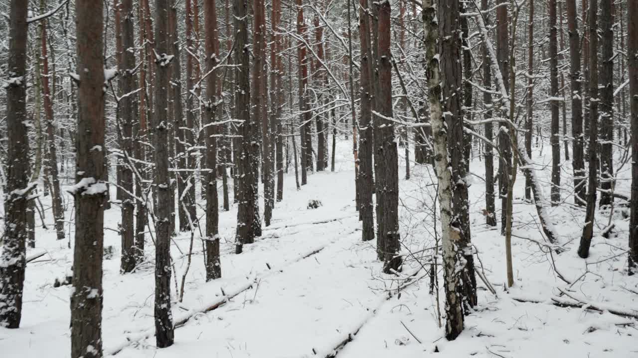 穿行在白雪覆盖的森林景色中。视频下载