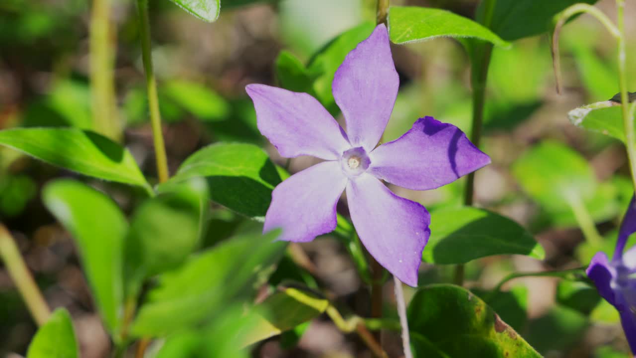 大长春花，俗称大叶长春花视频素材