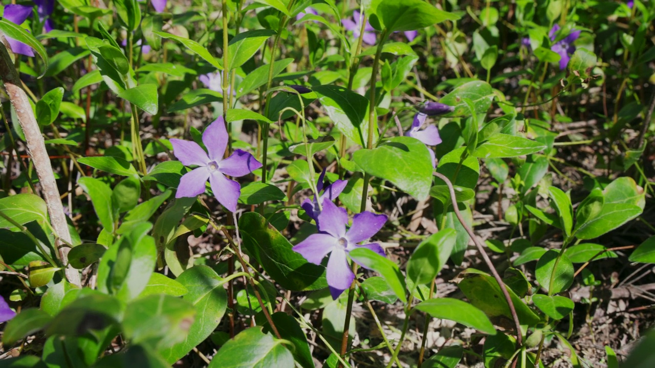 大长春花，俗称大叶长春花视频素材