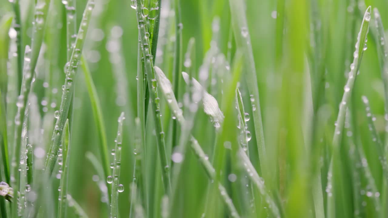 绿草特写超微距拍摄。视频素材