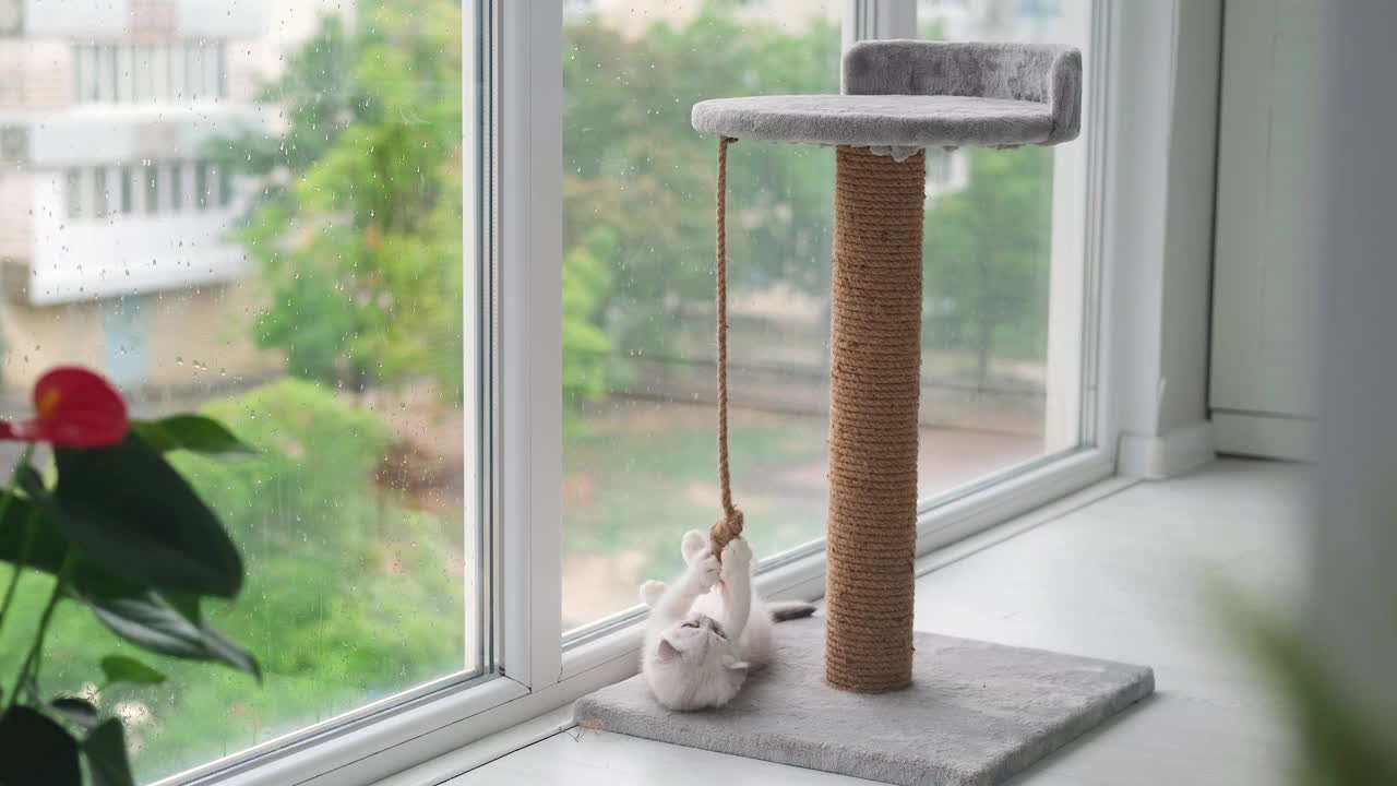 一只可爱的苏格兰折耳猫正在玩抓绳。猫在猫抓架上玩绳子视频素材