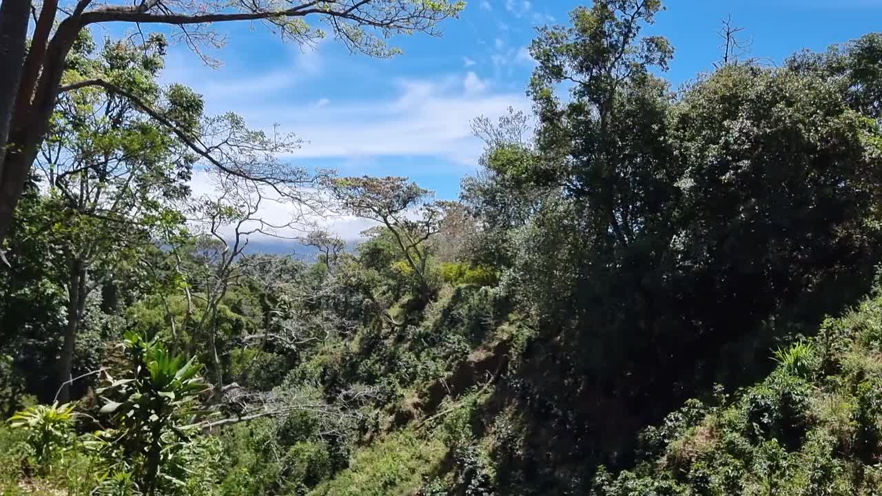 巴拿马，波特雷洛斯山，雨林景观视频素材