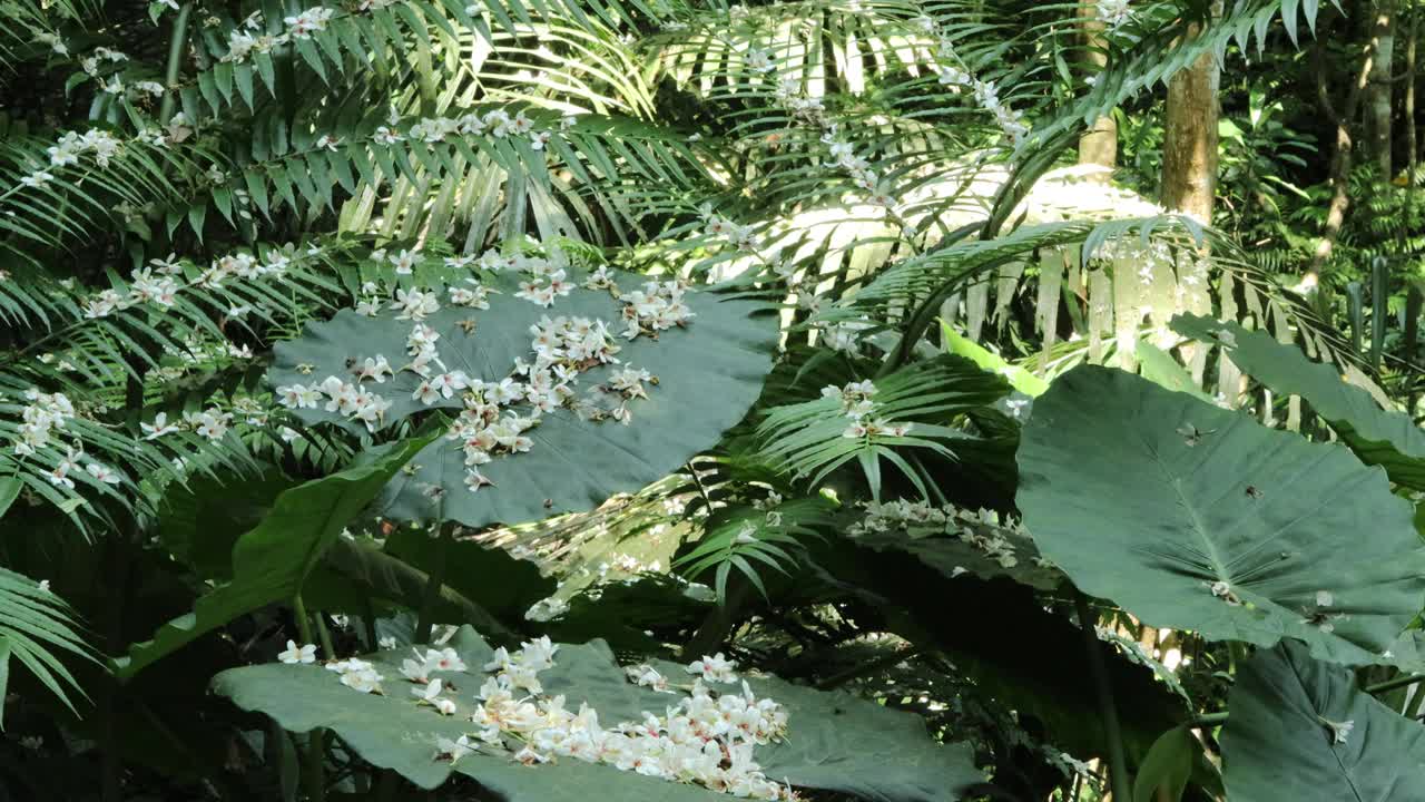 梧桐花落在森林里的白玉莲叶子上视频下载