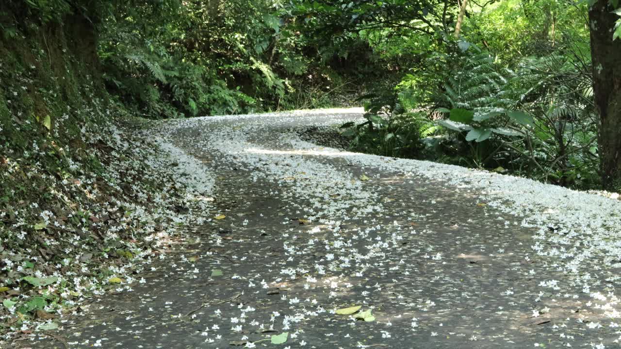 落下的童花像雪一样被风吹动视频素材