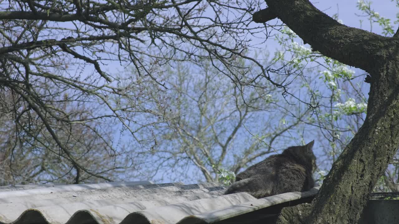 在屋顶上享受春天的条纹猫视频素材