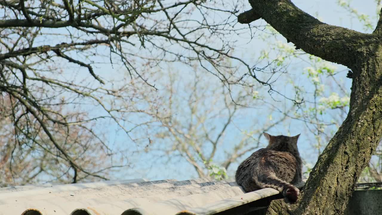 在屋顶上享受春天的条纹猫视频素材