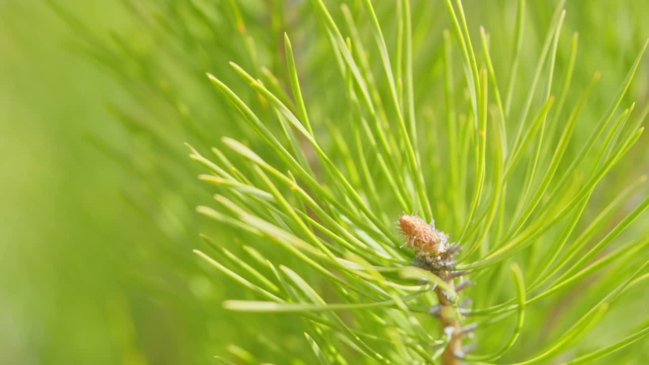 针叶树的幼芽。松树和树枝随风摇曳。浅景深。视频素材