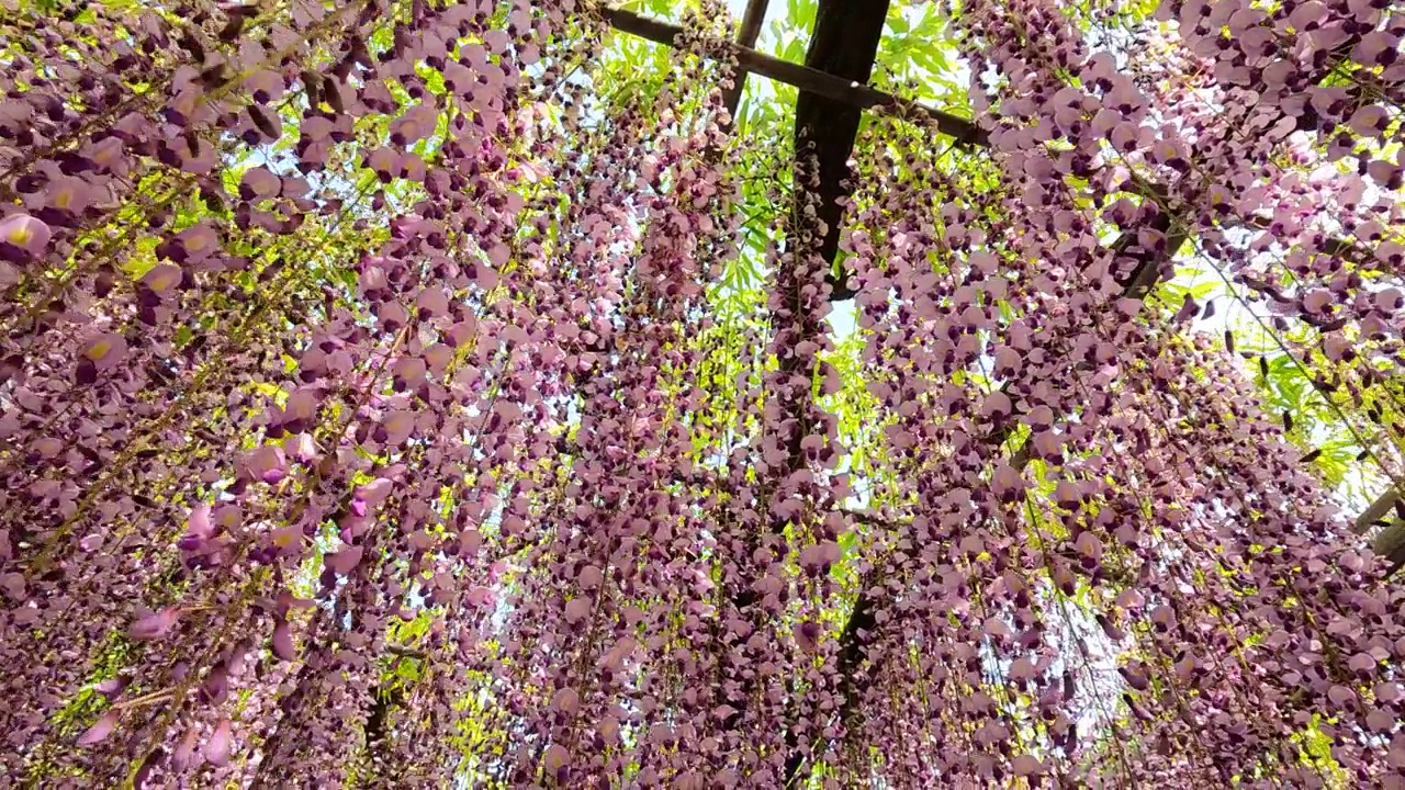 紫藤花盛开，慢镜头视频素材