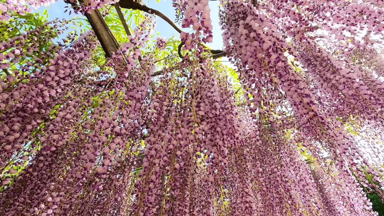 紫藤花盛开，慢镜头视频素材