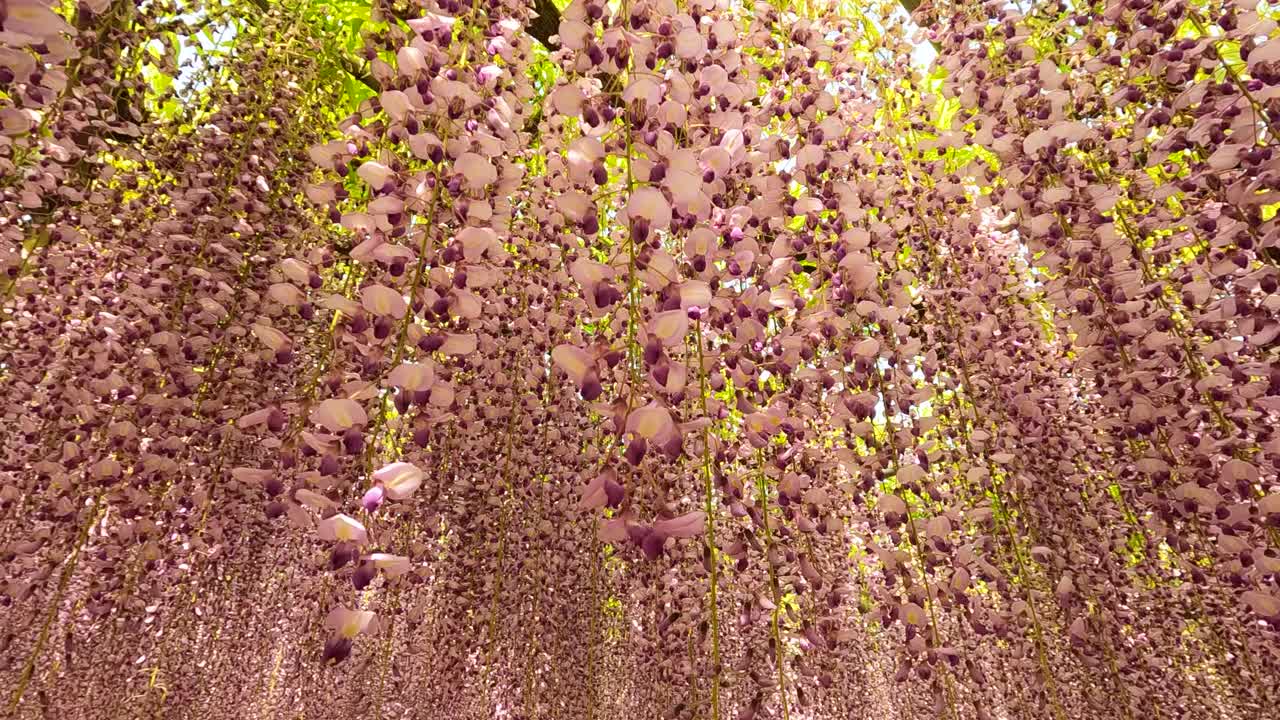 紫藤花盛开，慢镜头视频素材