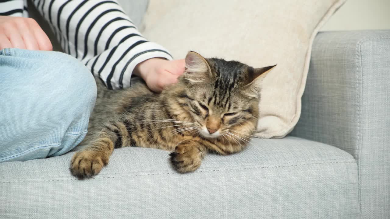 一个女人抚摸着一只猫。主人和宠物的关系，爱和关心。视频素材