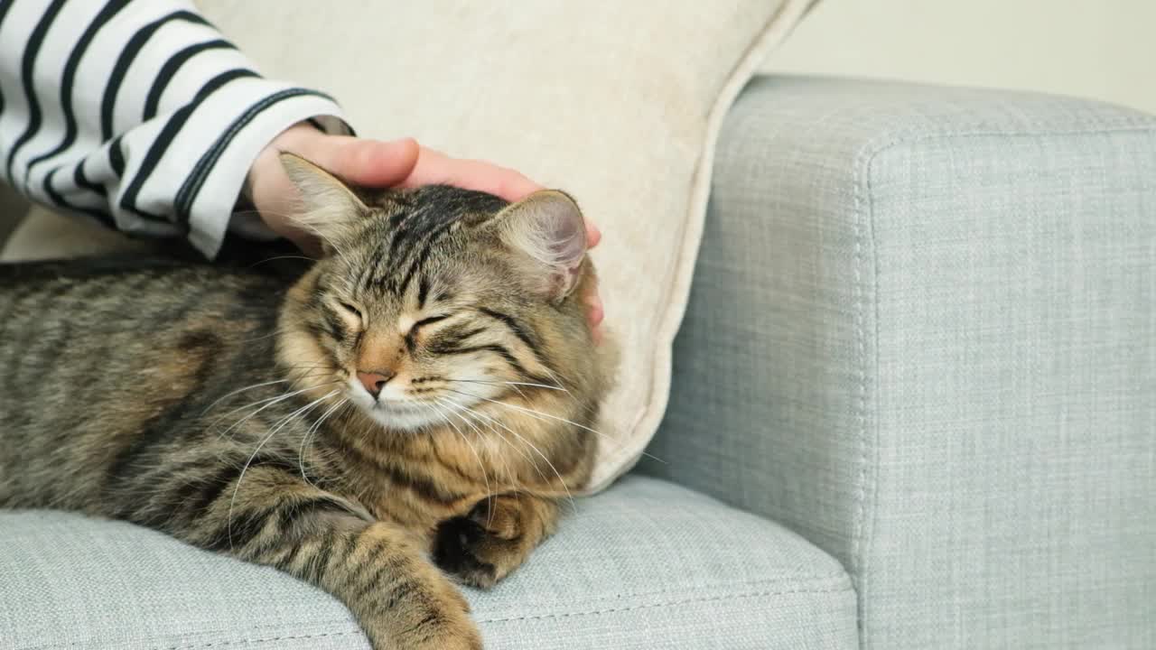 一个女人抚摸着一只猫。主人和宠物的关系，爱和关心。视频素材