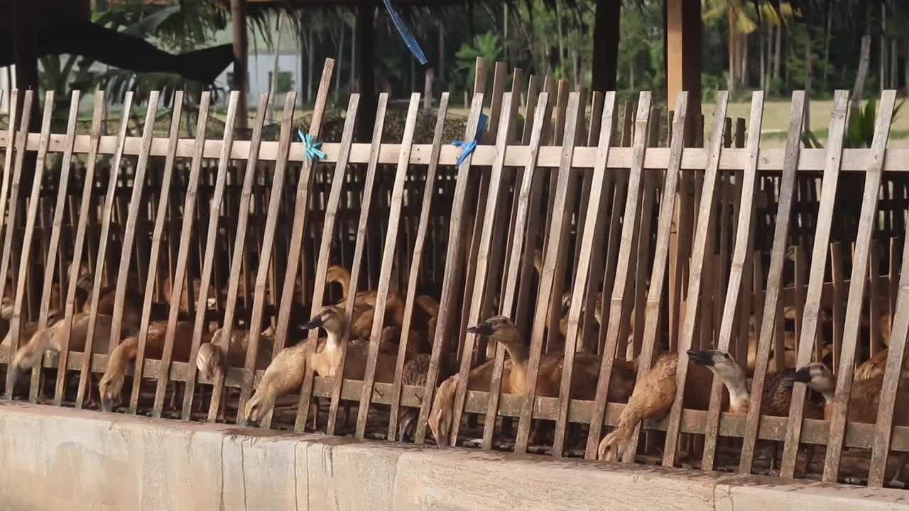 鸭子女王在农场里视频素材