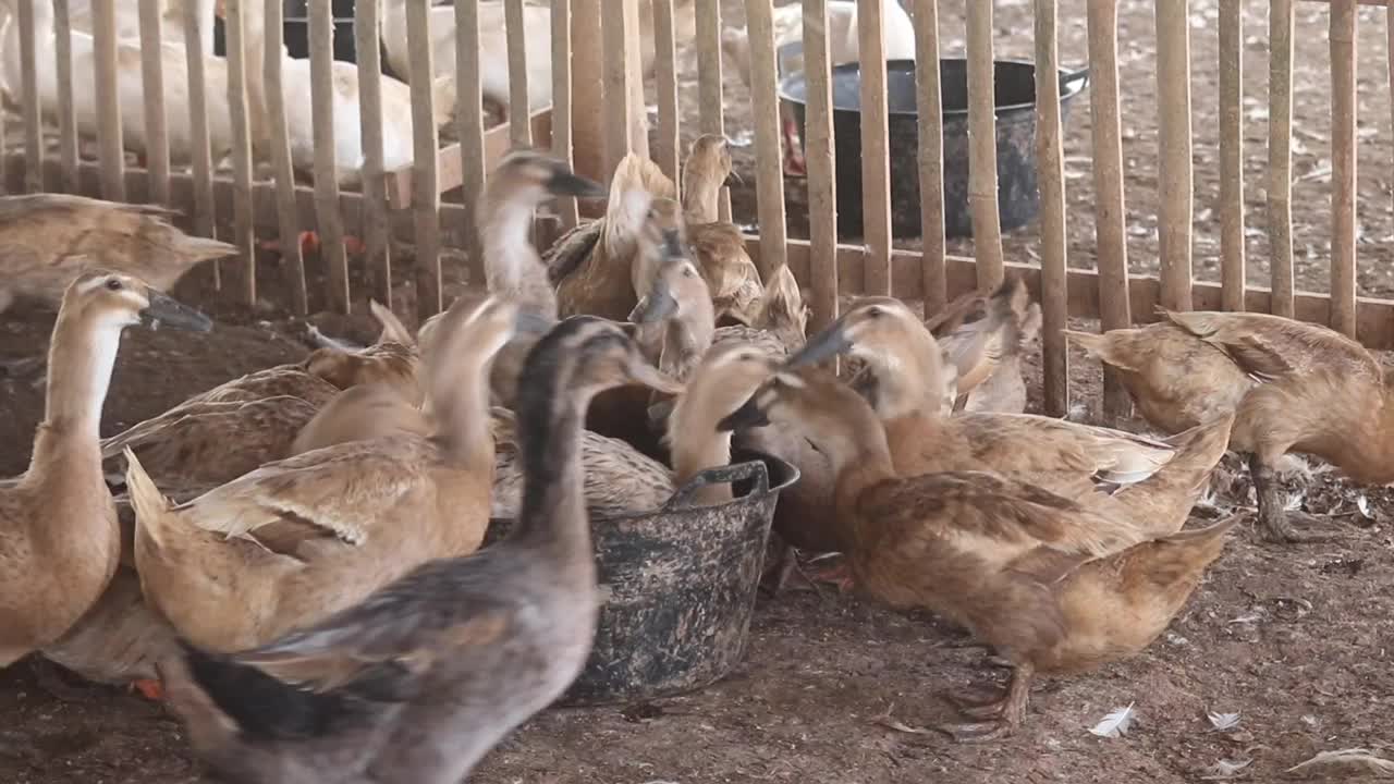 鸭子女王在农场里视频素材